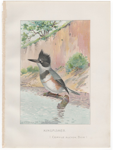Denton fish lithograph from 1898